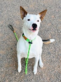 GINNY - Photo 1
