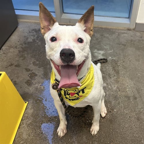 GINNY - American Pit Bull Terrier available for adoption