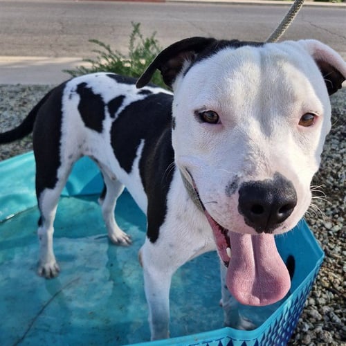 FREDDY - American Pit Bull Terrier available for adoption