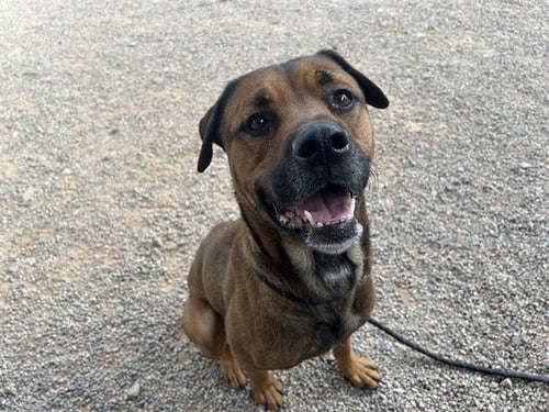 GUNNER - Cane Corso Mastiff / Rottweiler available for adoption