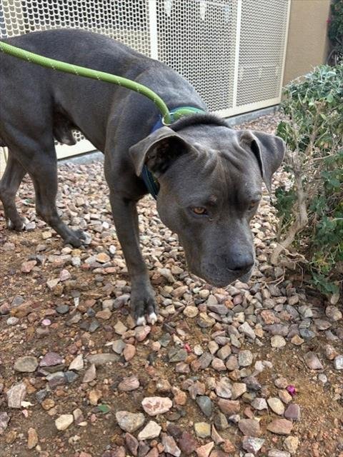 BRONNY - American Pit Bull Terrier available for adoption