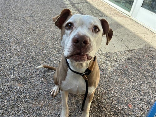 KAJUN - Boxer available for adoption