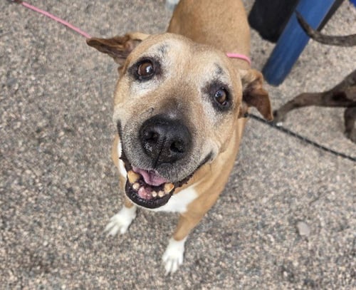 PERLA - American Pit Bull Terrier available for adoption