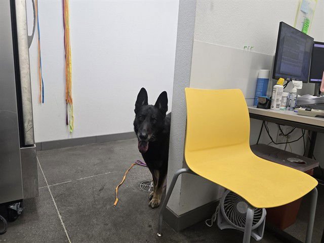 STERLING - German Shepherd Dog available for adoption