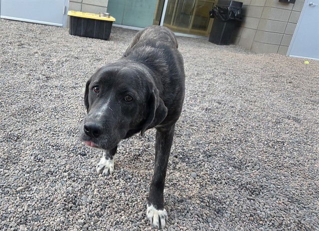 MISSY - Australian Cattle Dog/Blue Heeler / Labrador Retriever available for adoption