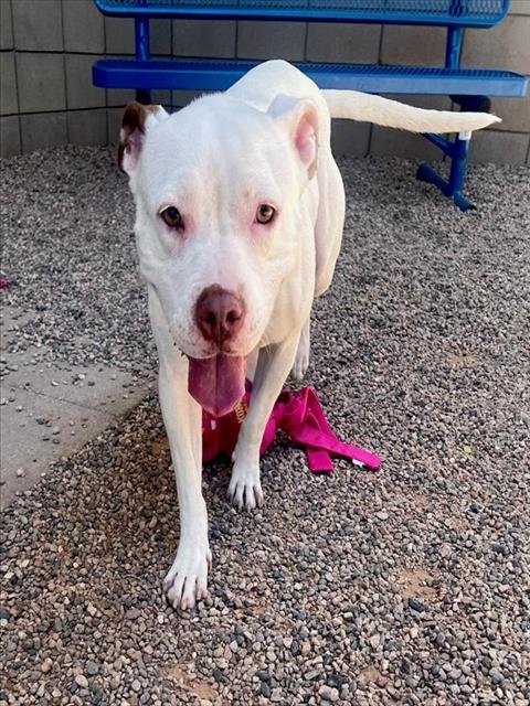 BREVE - American Pit Bull Terrier available for adoption
