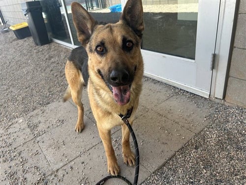 BANGO - German Shepherd Dog available for adoption