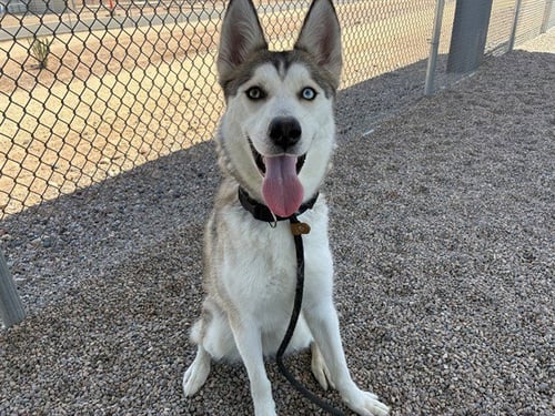 PAWDREY HEPBURN - Husky available for adoption