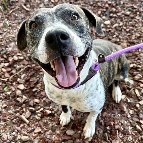 RHUBARB - American Pit Bull Terrier available for adoption
