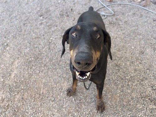 DUKE - Doberman Pinscher available for adoption