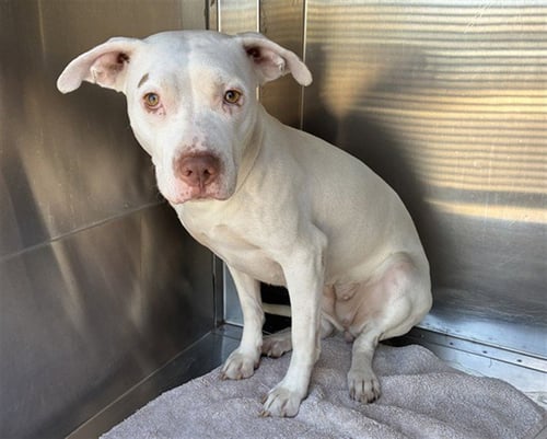PICKLES - American Pit Bull Terrier available for adoption