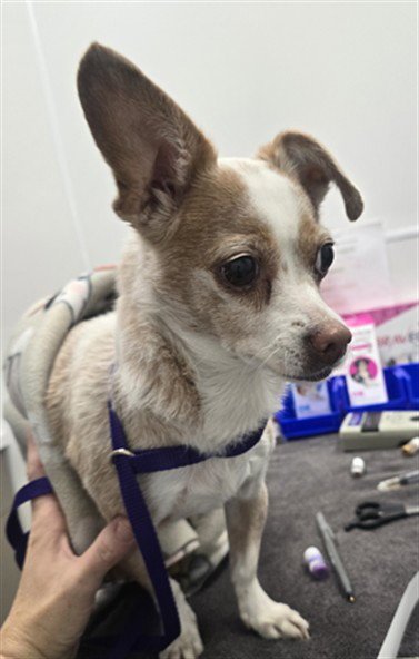 PIPPA - Chihuahua available for adoption