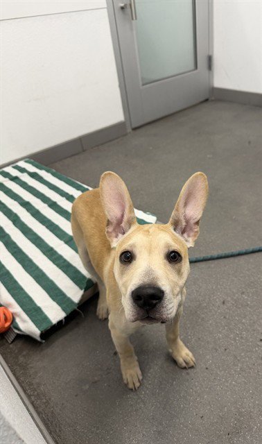 PEEPSTER - German Shepherd Dog / Chinese Shar-Pei available for adoption