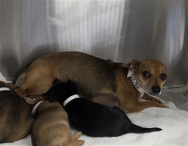 GRACIE - Chihuahua available for adoption