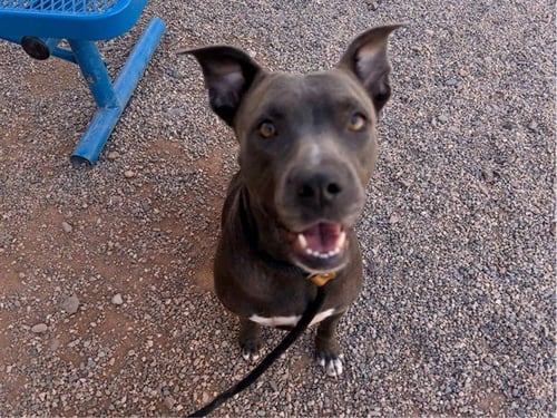 ADLEY - American Pit Bull Terrier available for adoption