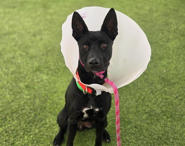 BLOSSOM - Belgian Shepherd Malinois available for adoption