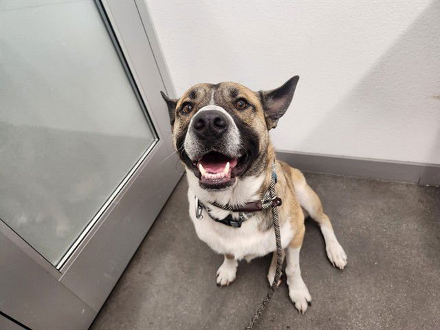 DIESEL - Akita available for adoption