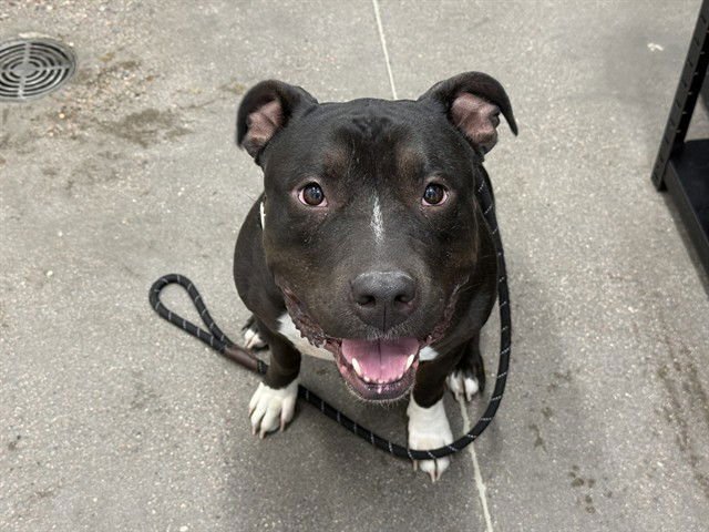 ZION - American Pit Bull Terrier available for adoption