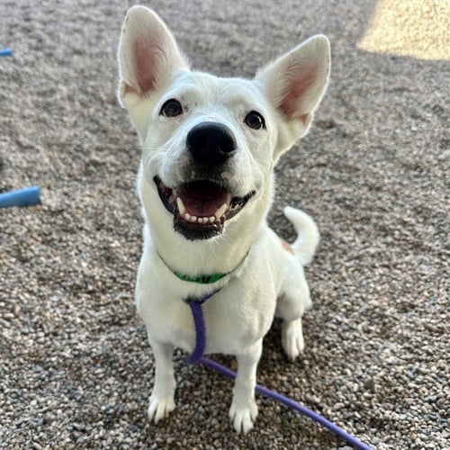 BLOSSOM - American Pit Bull Terrier available for adoption
