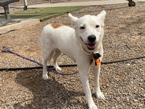 BLOSSOM - American Pit Bull Terrier available for adoption