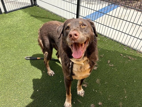 JOHN LAKE - Labrador Retriever available for adoption