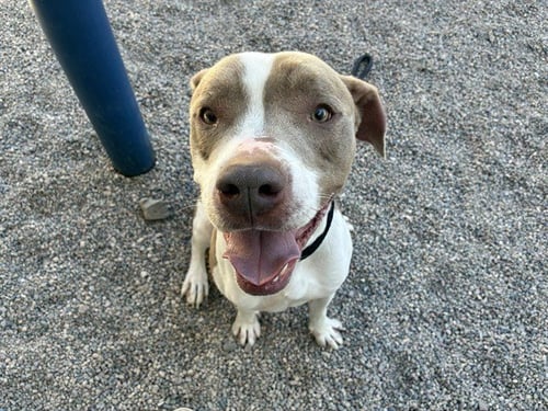 APOLLO - American Pit Bull Terrier available for adoption