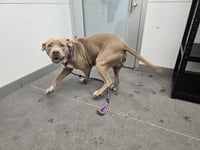 MR WIGGLES - Photo 1