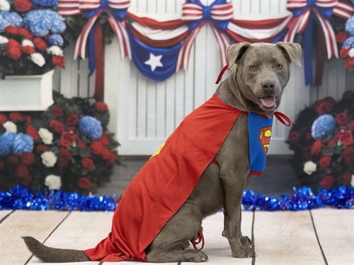 SHADOW - American Pit Bull Terrier / Weimaraner available for adoption