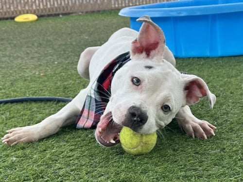 LEELA - American Pit Bull Terrier available for adoption