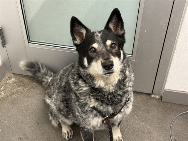 MOE - Australian Cattle Dog/Blue Heeler available for adoption