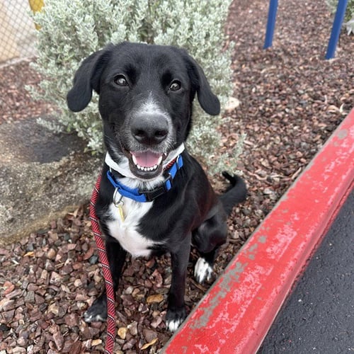 MANGO - Labrador Retriever available for adoption