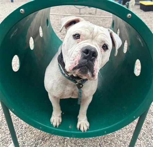 RIBEYE - American Bulldog available for adoption