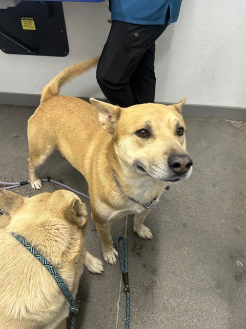 ROJO - Siberian Husky / American Pit Bull Terrier for adoption in Tempe
