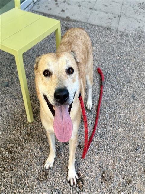 ANNIE - Labrador Retriever available for adoption