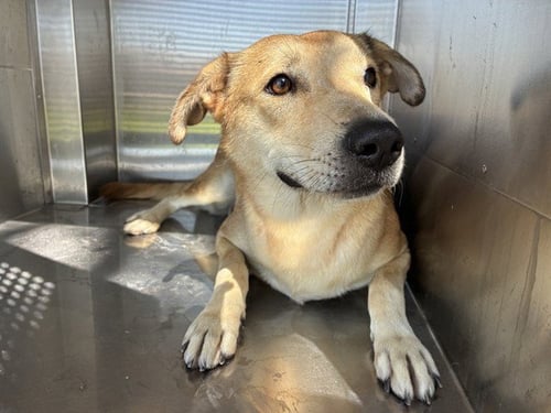 ANNIE - Labrador Retriever available for adoption
