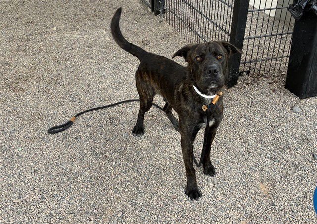 ORION - Labrador Retriever available for adoption