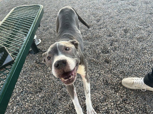 TYSON Image