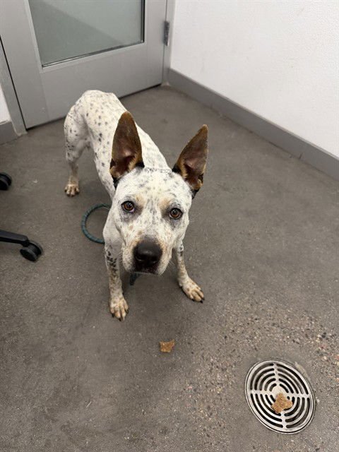 MARTY - Queensland Heeler for adoption in Tempe