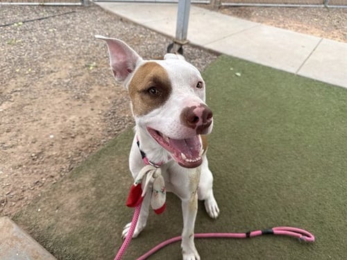 ANTONIO - American Pit Bull Terrier available for adoption
