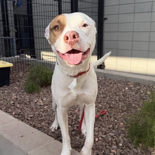 ANTONIO - American Pit Bull Terrier available for adoption