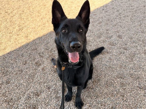 COLT - German Shepherd Dog available for adoption