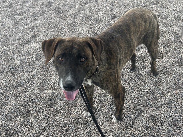 BRINDLE Image