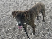 BRINDLE - Photo 1