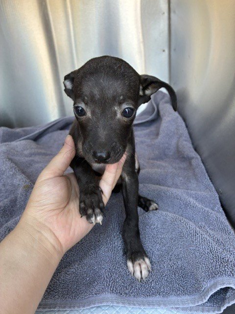 PIK - Chihuahua available for adoption
