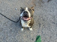 DIABLO - Photo 1