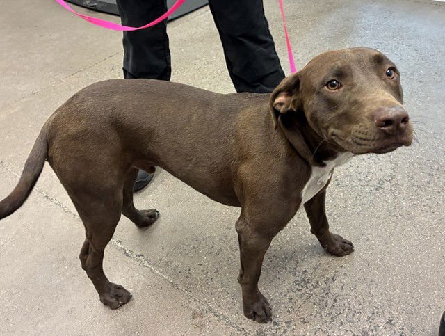 LION - Labrador Retriever available for adoption