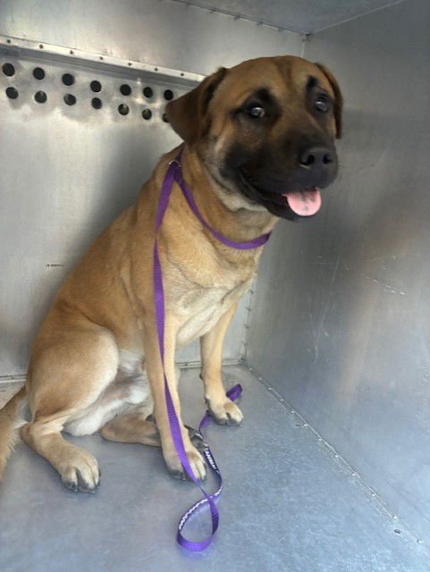 BULLSEYE - American Pit Bull Terrier available for adoption