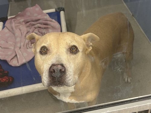 PEPPERONI - American Pit Bull Terrier available for adoption