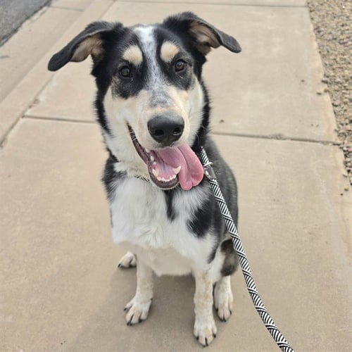 NOVI - Siberian Husky available for adoption