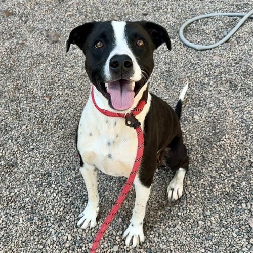 BLAZE - American Pit Bull Terrier for adoption in Mesa